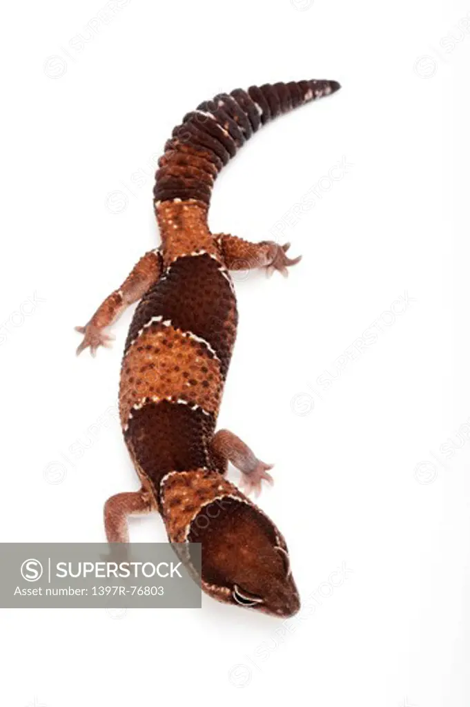African Fat -Tailed gecko, Hemitheconyx caudicinctus,