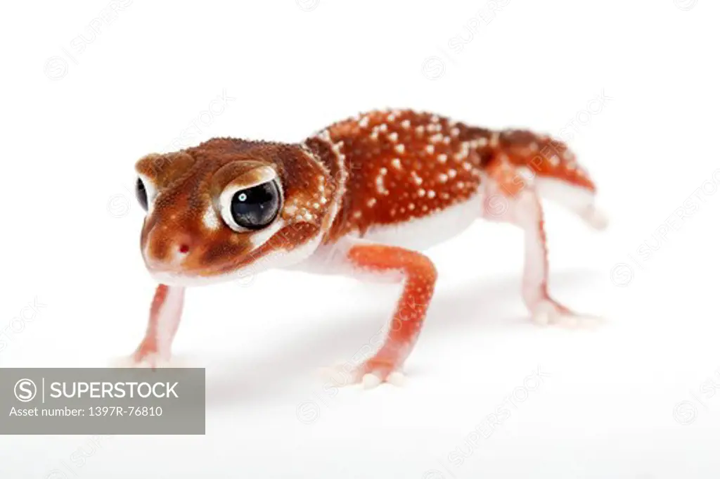 Smooth Knob-tailed gecko, Nephrurus levis,