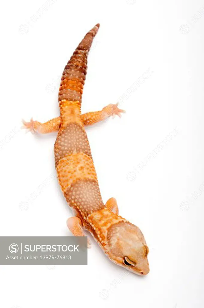 African Fat -Tailed gecko, Hemitheconyx caudicinctus, Albino,