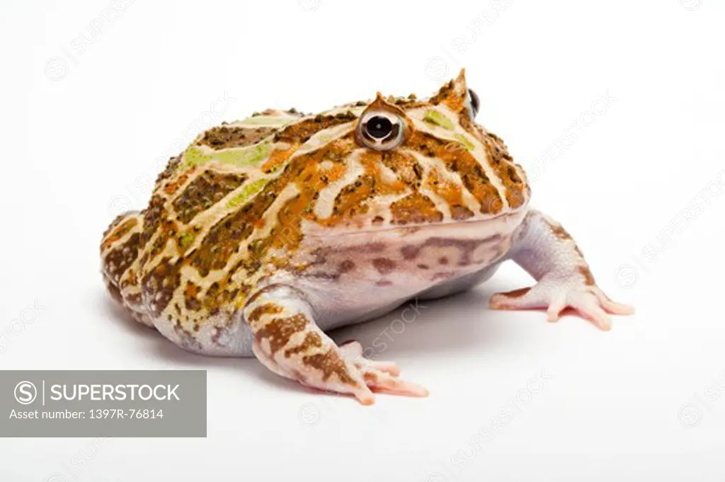 Ornate Horned frog, Cranwell's Horned Frog, Ceratophrys cranwelli,