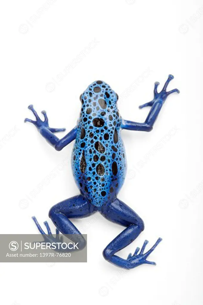 Blue Poison Dart frog, Dendrobates tinctorius azureus,