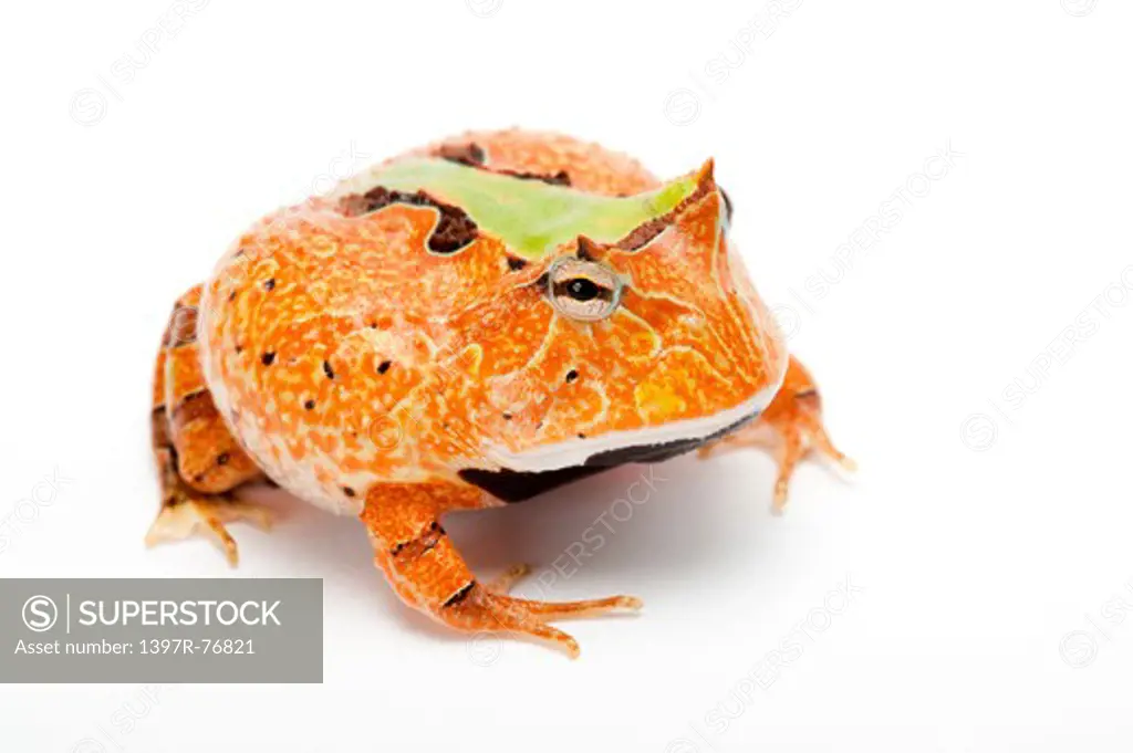 Ornate Horned frog, Ceratophrys cornuta,