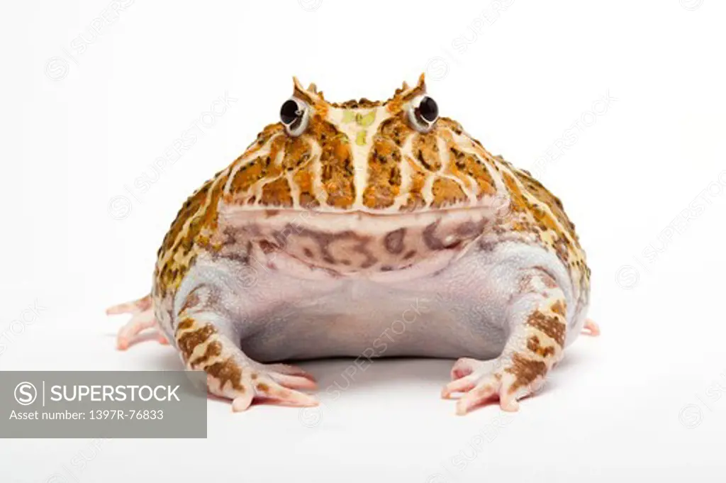 Ornate Horned frog, Cranwell's Horned Frog, Ceratophrys cranwelli,
