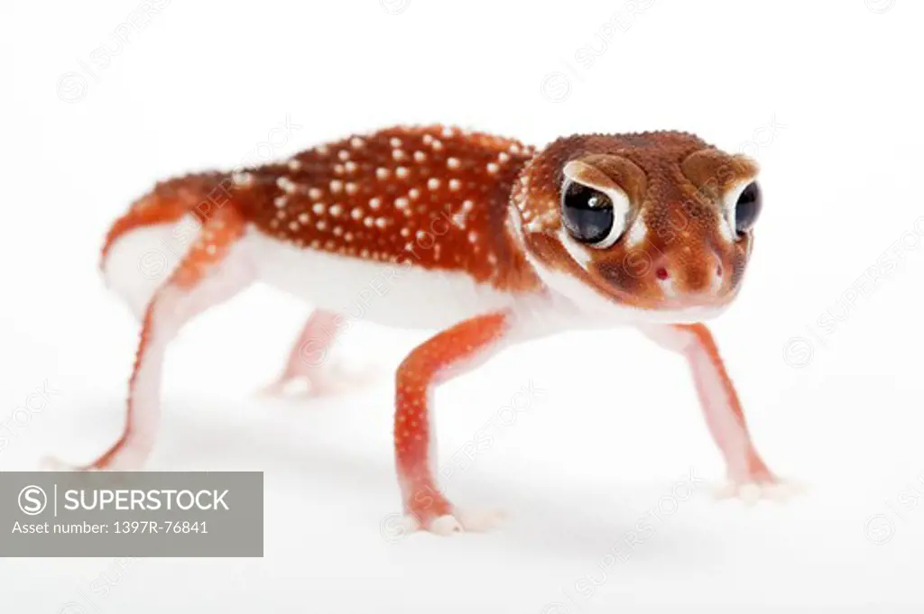 Smooth Knob-tailed gecko, Nephrurus levis,