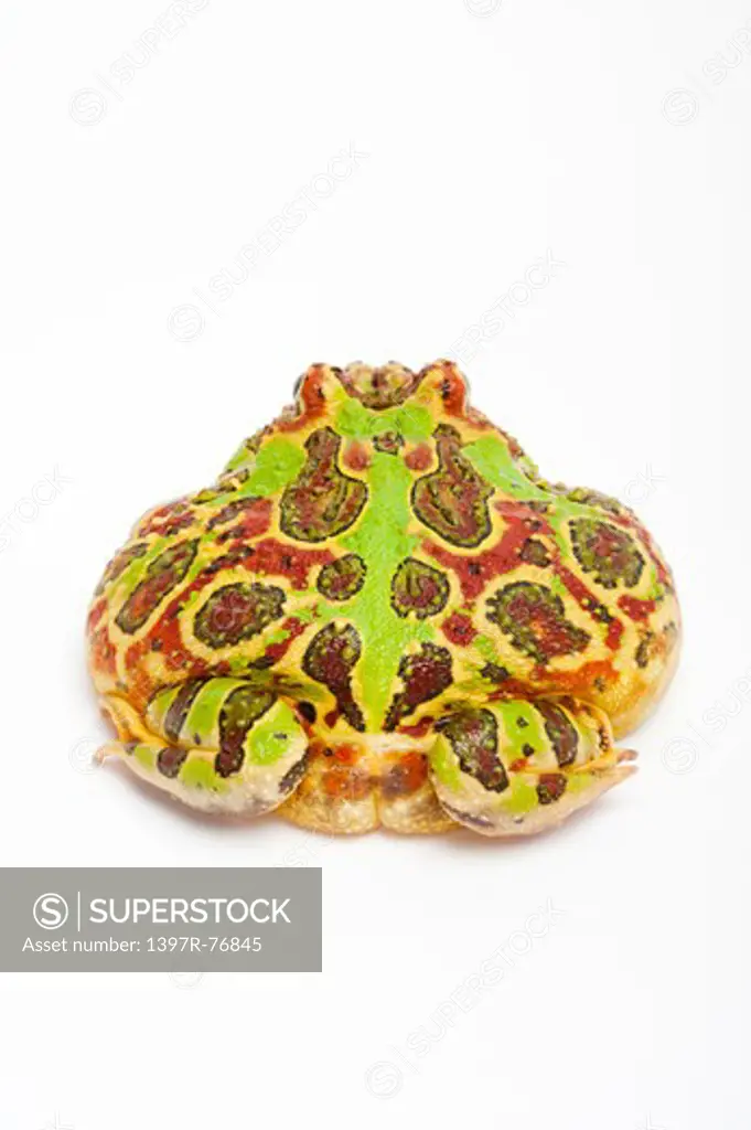Ornate Horned frog, Ceratophrys ornata ,