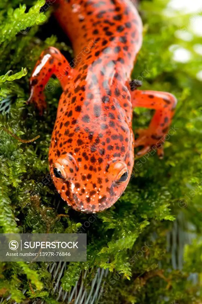 Salamander, Pseudotriton Ruber,
