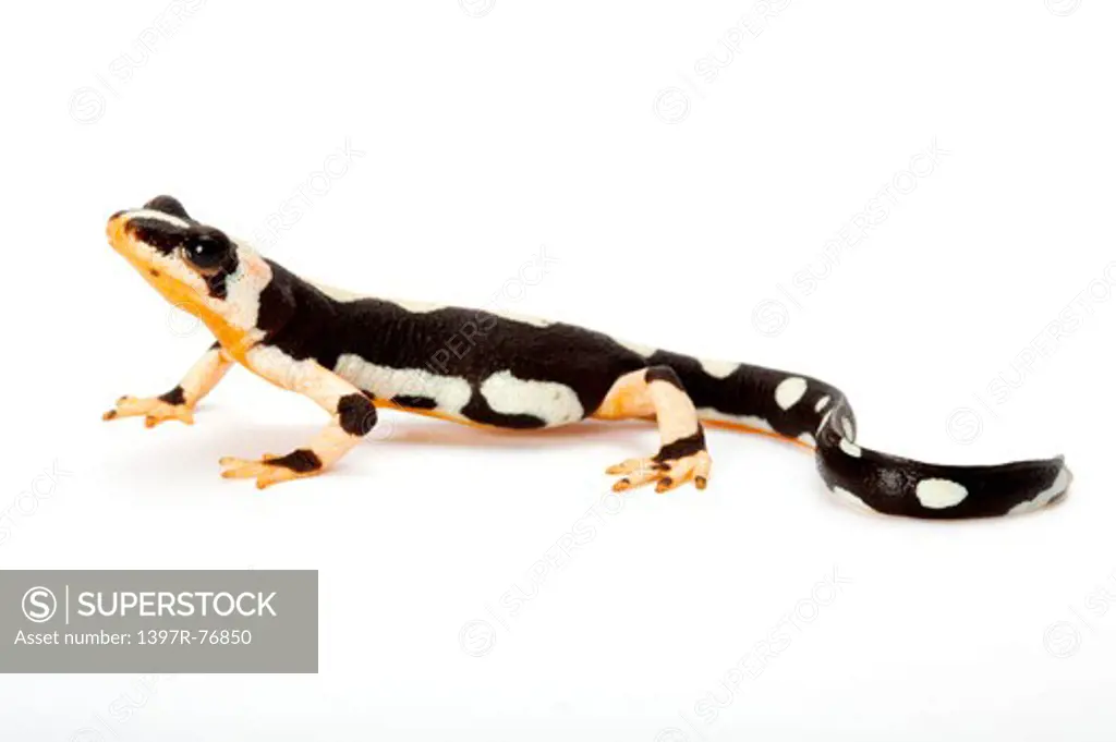 Salamander, Emperor Spotted newt (Kaiser's Spotted newt), Neurergus kaiseri,