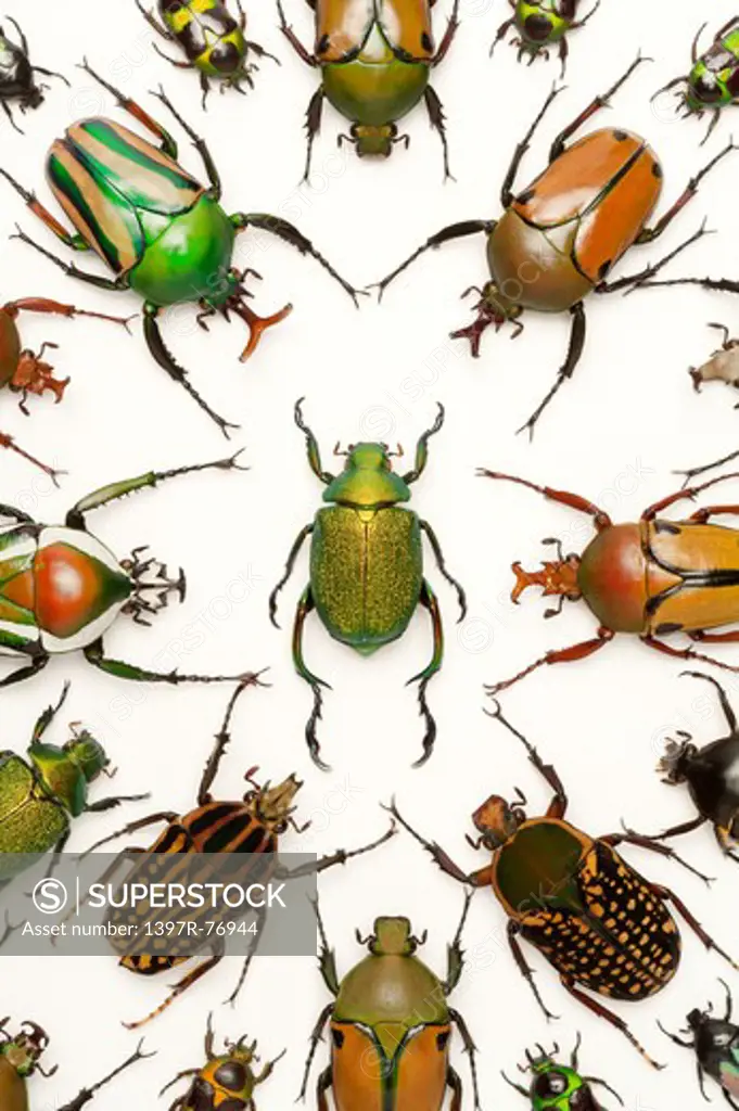 Scarab Beetle, Beetle, Insect, Coleoptera