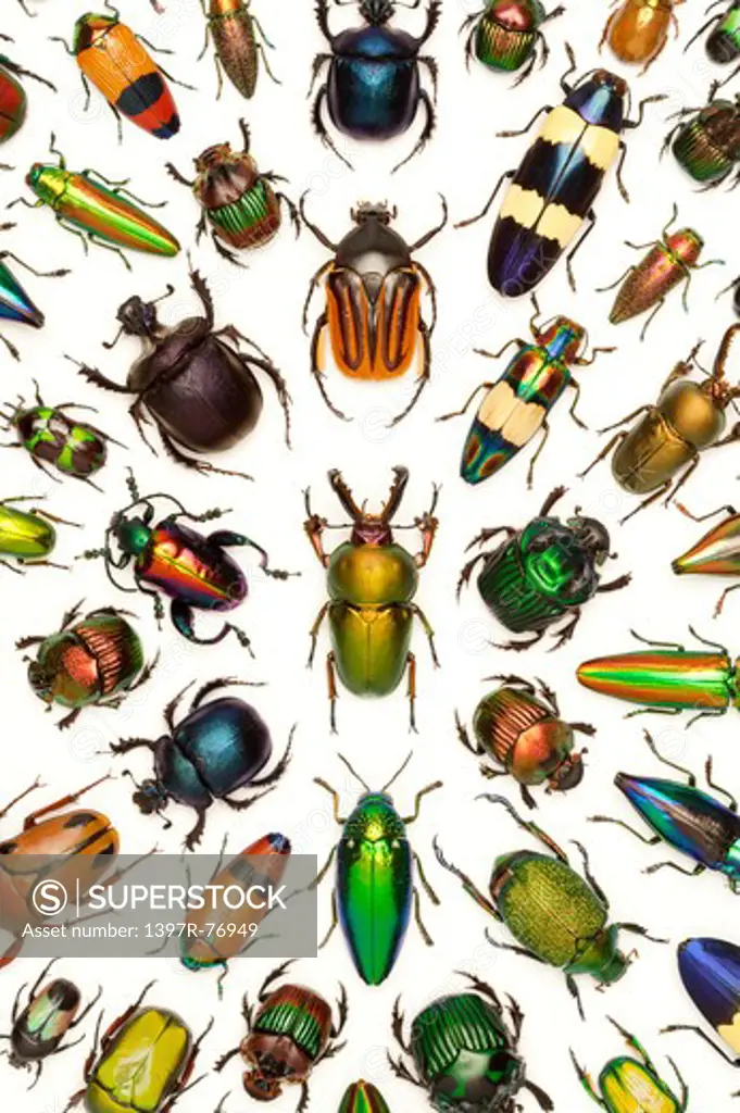 Stag Beetle, Scarab Beetle, Jewel Beetle, Beetle, Insect, Coleoptera