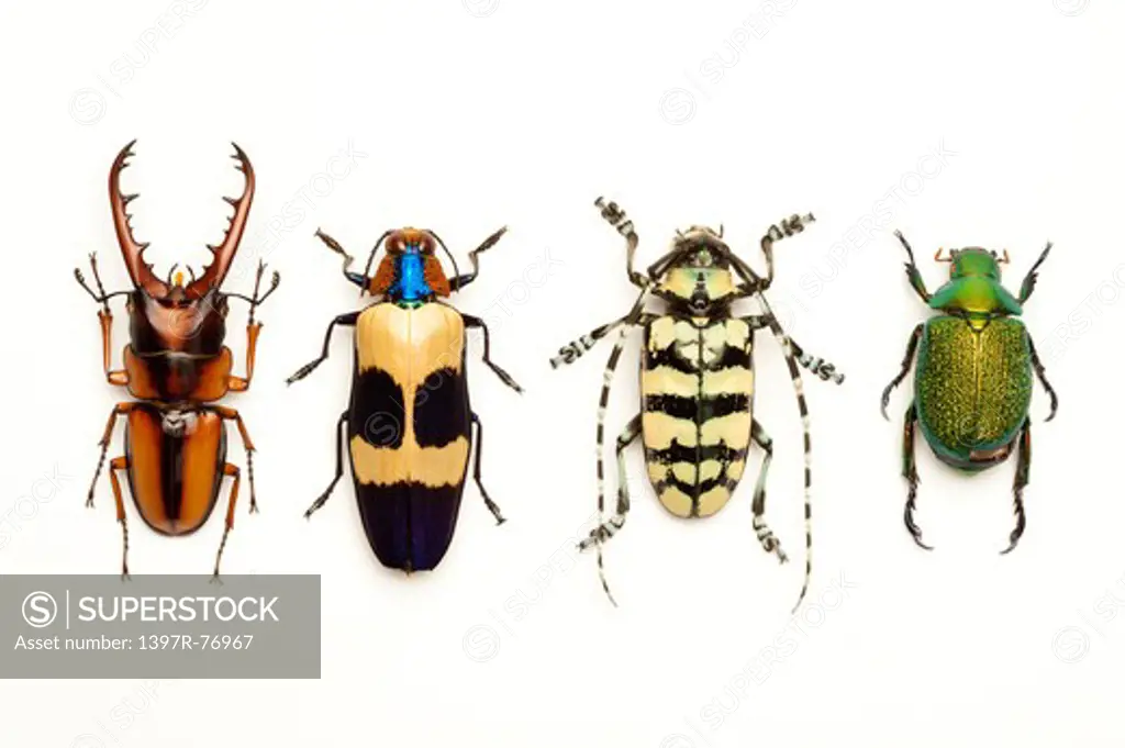 Stag Beetle, Longhorn Beetle, Scarab Beetle, Jewel Beetle, Beetle, Insect, Coleoptera