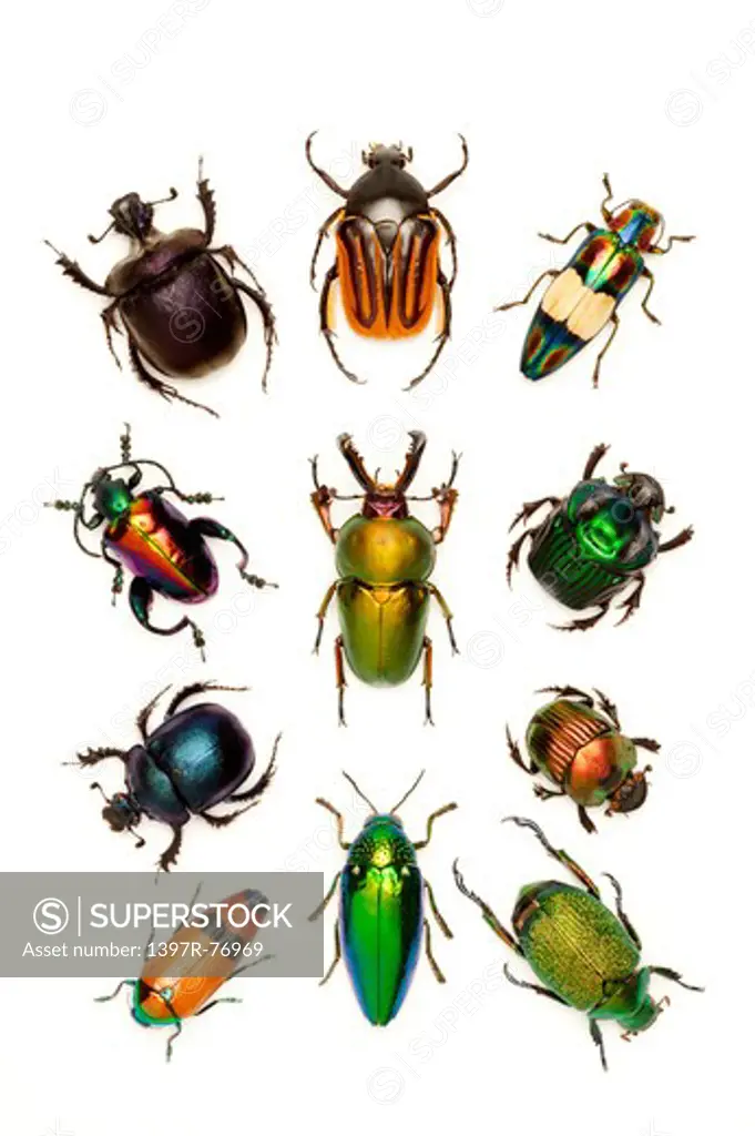 Stag Beetle, Scarab Beetle, Scarab Beetle, Jewel Beetle, Beetle, Insect, Coleoptera