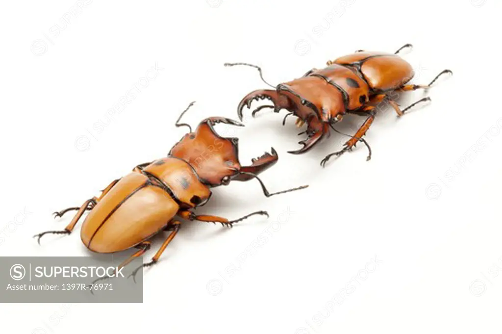 Stag Beetle, Beetle, Insect, Coleoptera