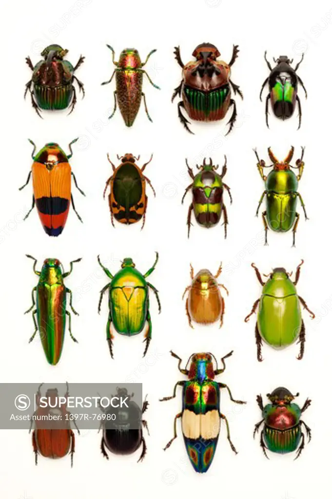 Stag Beetle, Scarab Beetle, Jewel Beetle, Beetle, Insect, Coleoptera