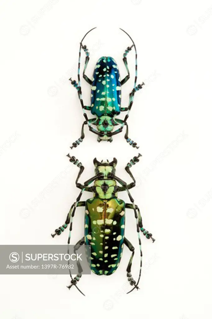 Longhorn Beetle, Beetle, Insect, Coleoptera