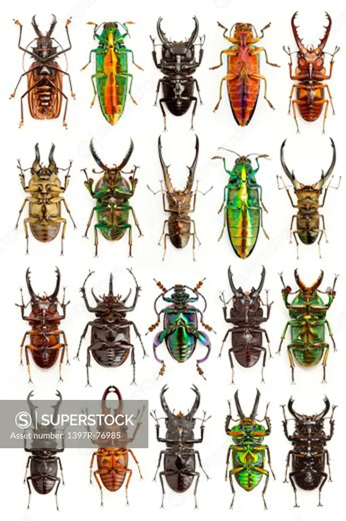 Stag Beetle, Longhorn Beetle, Jewel Beetle, Beetle, Insect, Coleoptera