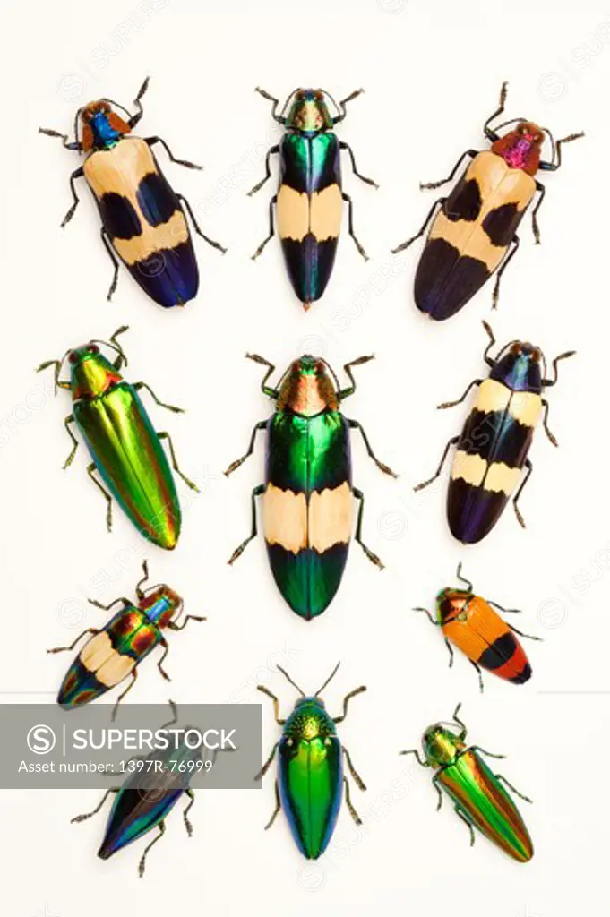Jewel Beetle, Beetle, Insect, Coleoptera