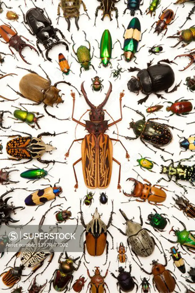 Stag Beetle, Longhorn Beetle, Scarab Beetle, Jewel Beetle, Beetle, Insect, Coleoptera