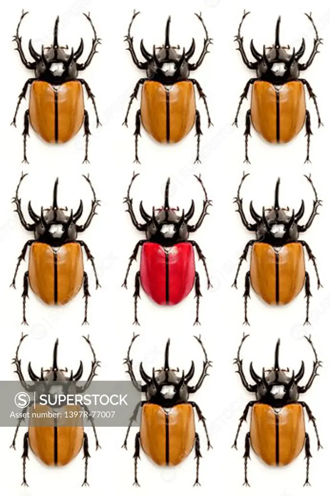 Beetle, Insect, Coleoptera