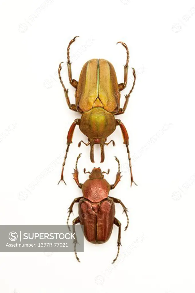 Scarab Beetle, Beetle, Insect, Coleoptera