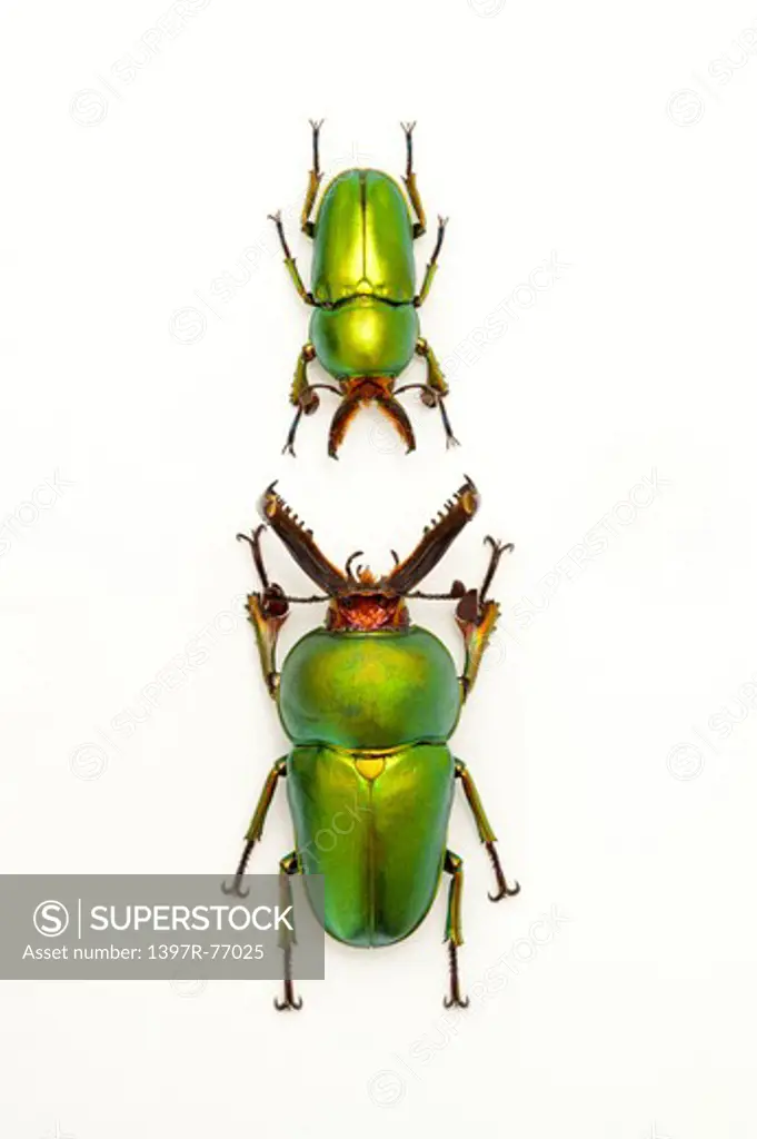 Stag Beetle, Beetle, Insect, Coleoptera