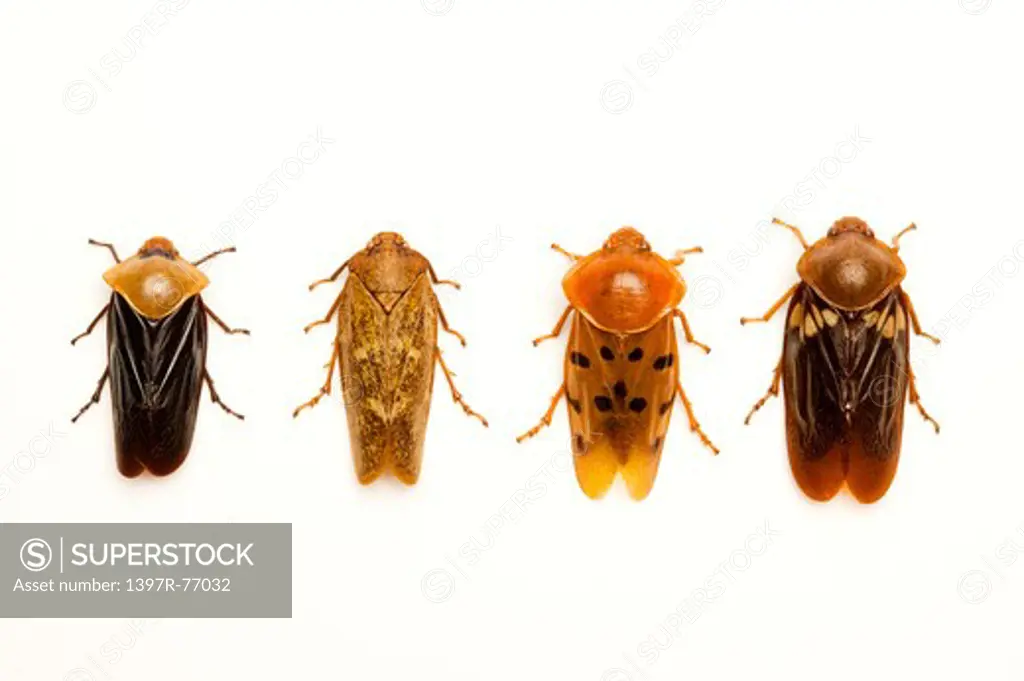 Cicada, Beetle, Insect, Coleoptera