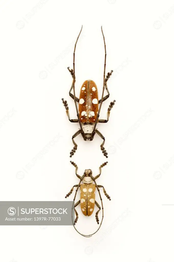 Longhorn Beetle, Beetle, Insect, Coleoptera