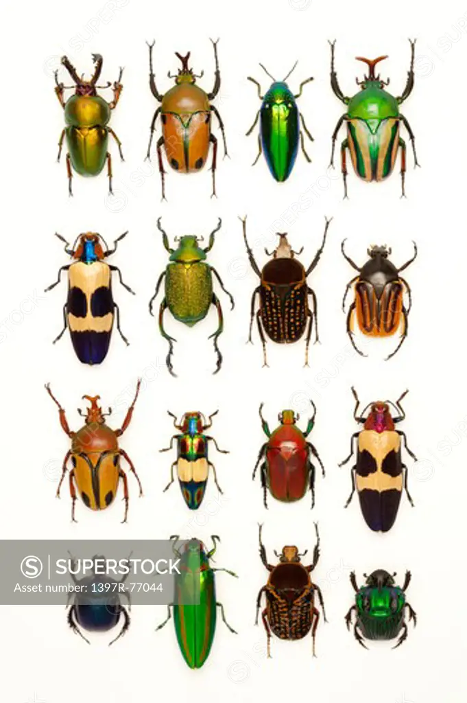 Scarab Beetle, Stag Beetle, Jewel Beetle, Beetle, Insect, Coleoptera