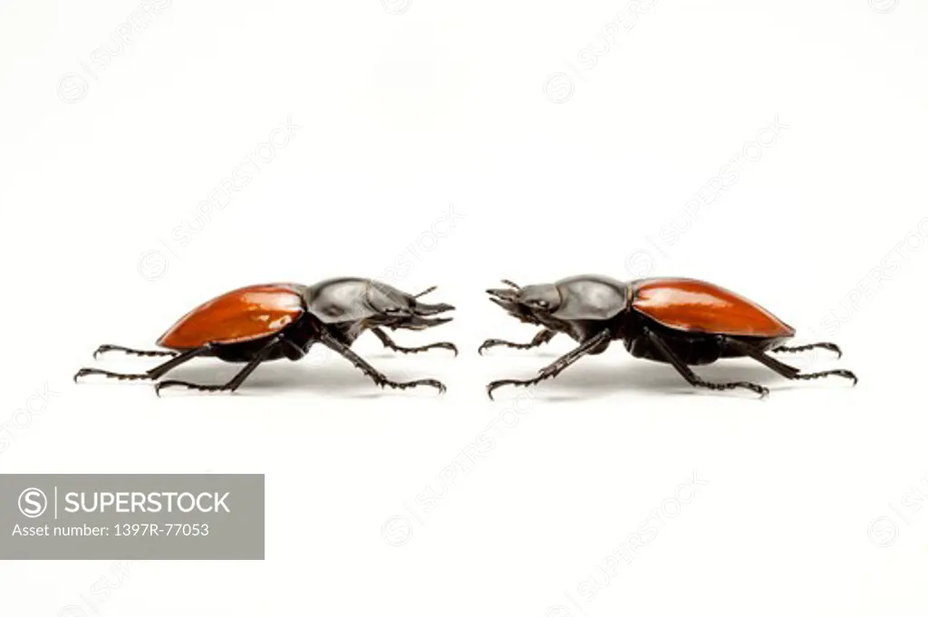 Stag Beetle, Beetle, Insect, Coleoptera