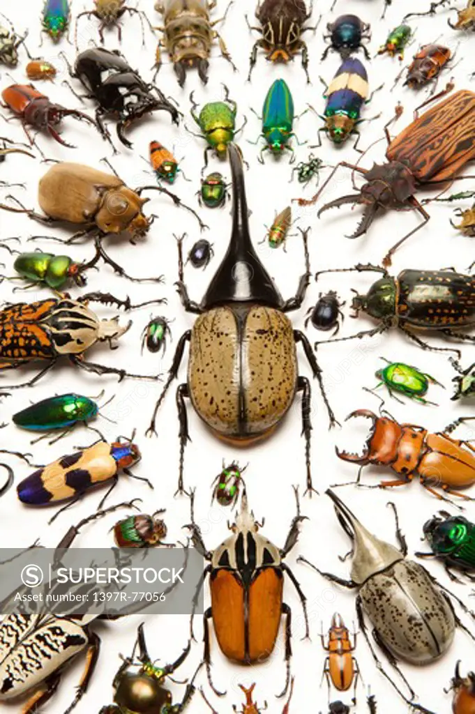 Scarab Beetle, Stag Beetle, Jewel Beetle, Beetle, Insect, Coleoptera