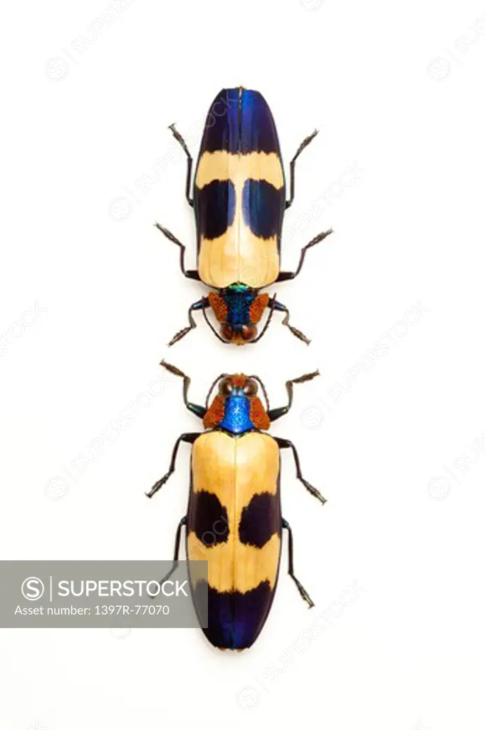 Jewel Beetle, Beetle, Insect, Coleoptera