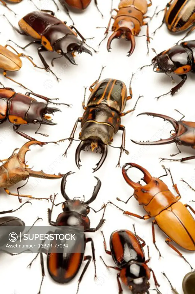 Stag Beetle, Beetle, Insect, Coleoptera