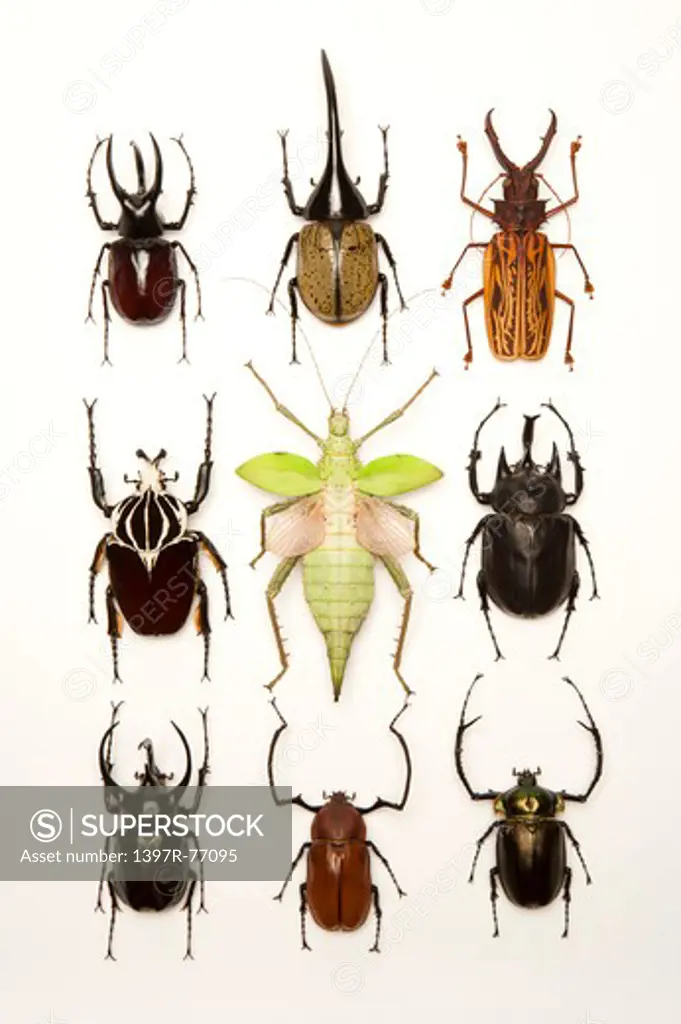 Longhorn Beetle, Scarab Beetle, Stick Insect, Beetle, Insect, Coleoptera