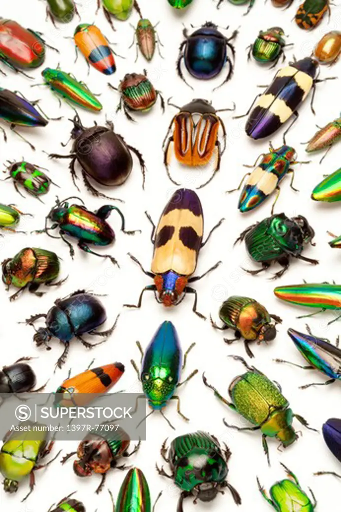 Scarab Beetle, Jewel Beetle, Beetle, Insect, Coleoptera