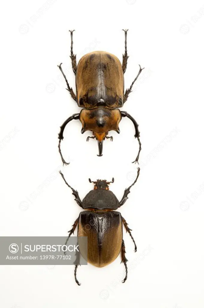 Beetle, Insect, Coleoptera