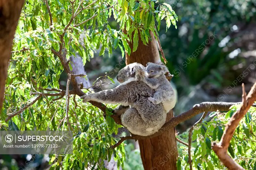 Koala family in eucalyptus tree