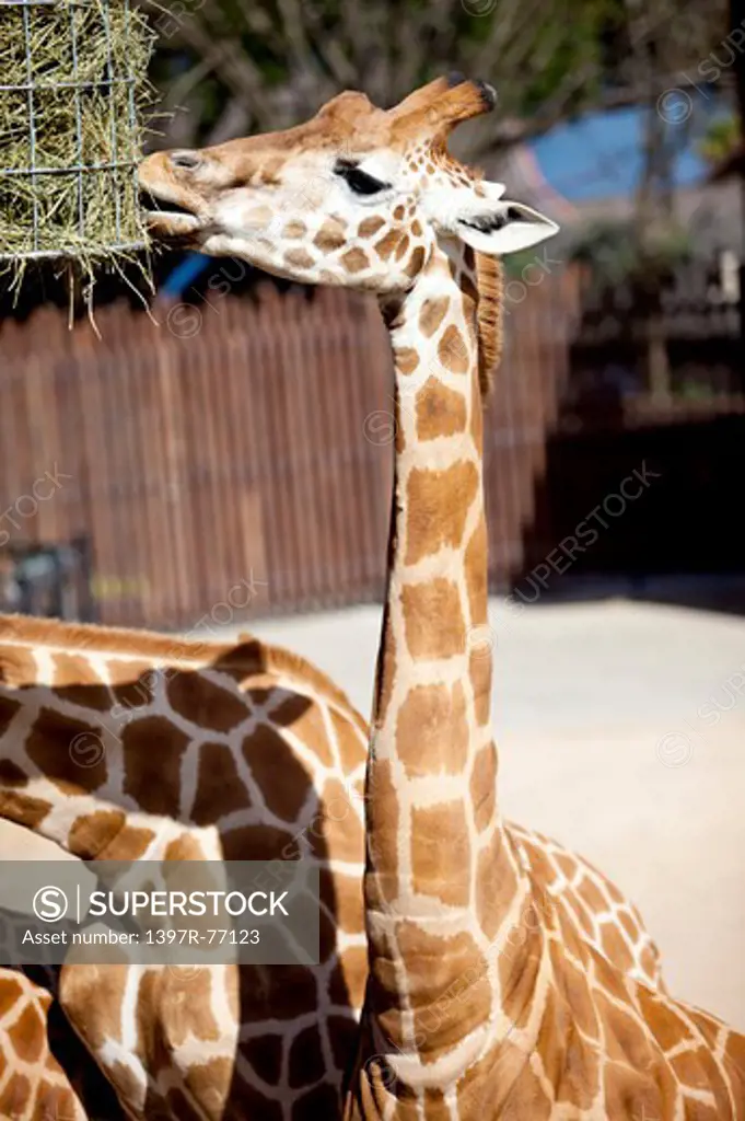 Giraffe eating feedstuff
