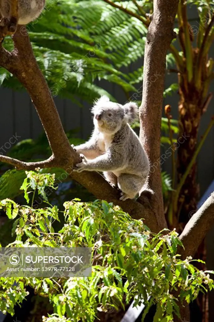 Koala in eucalyptus tree