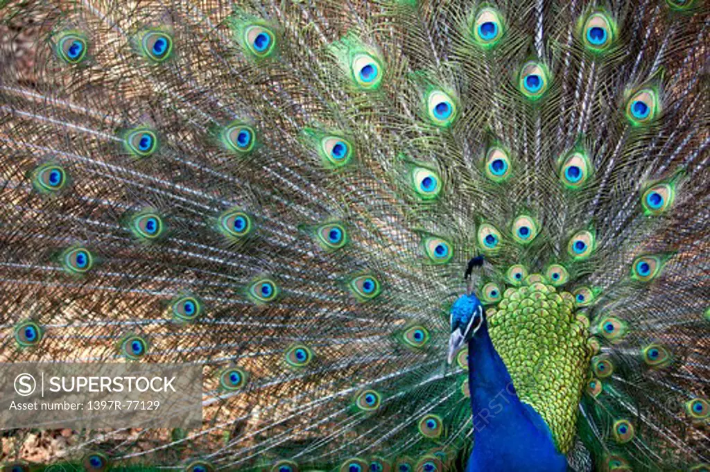 Peacock strutting