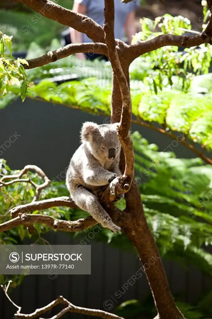 Koala in eucalyptus tree