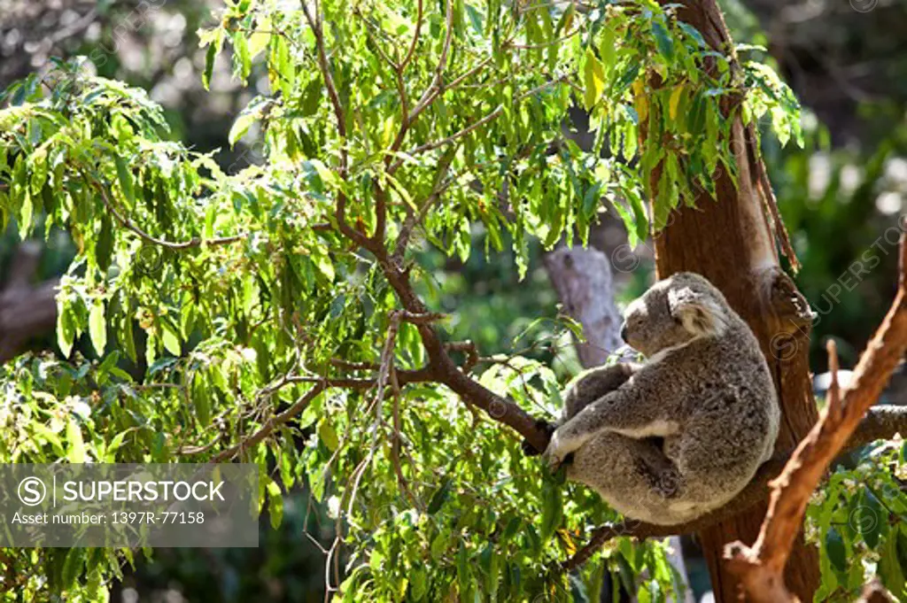 Koala family in eucalyptus tree