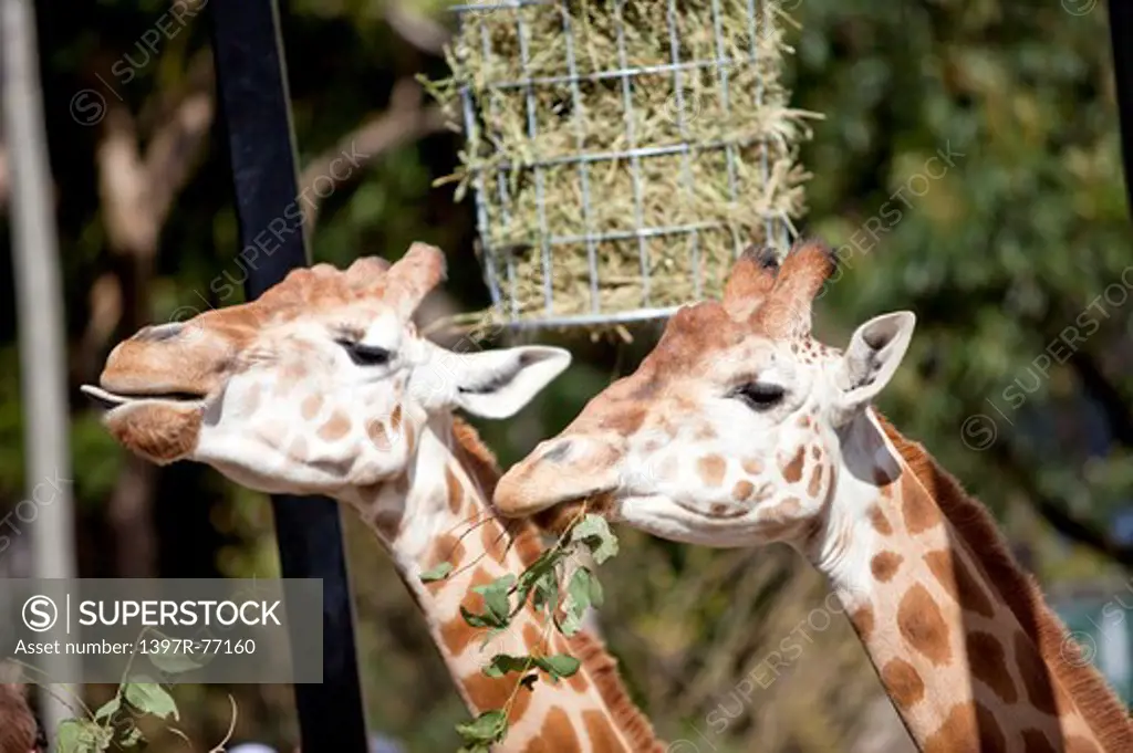 Giraffes eating feedstuff