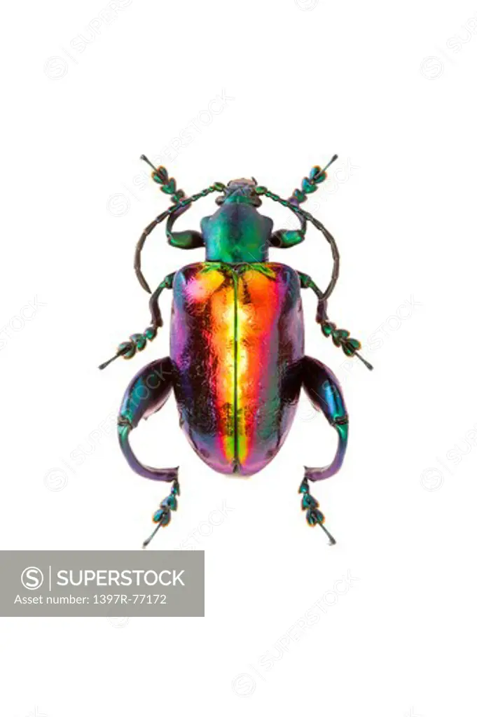 Scarab Beetle, Beetle, Insect, Coleoptera, Chrysomelidae,