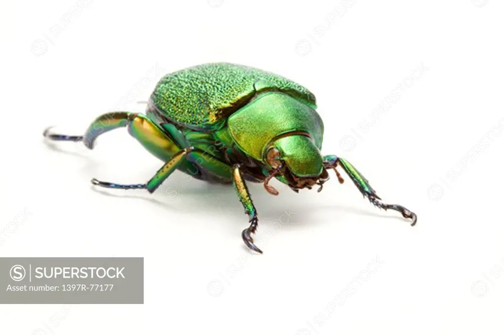 Scarab Beetle, Beetle, Insect, Coleoptera, Chrysophora chrysochlora,