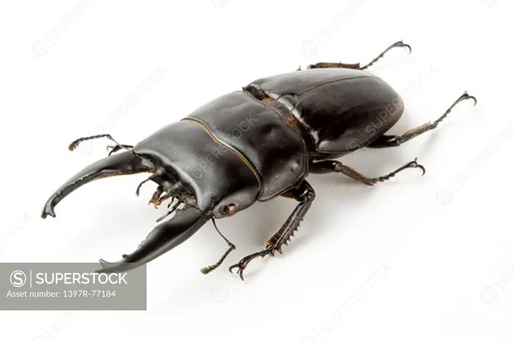 Stag Beetle, Beetle, Insect, Coleoptera, Dorcus alcides,