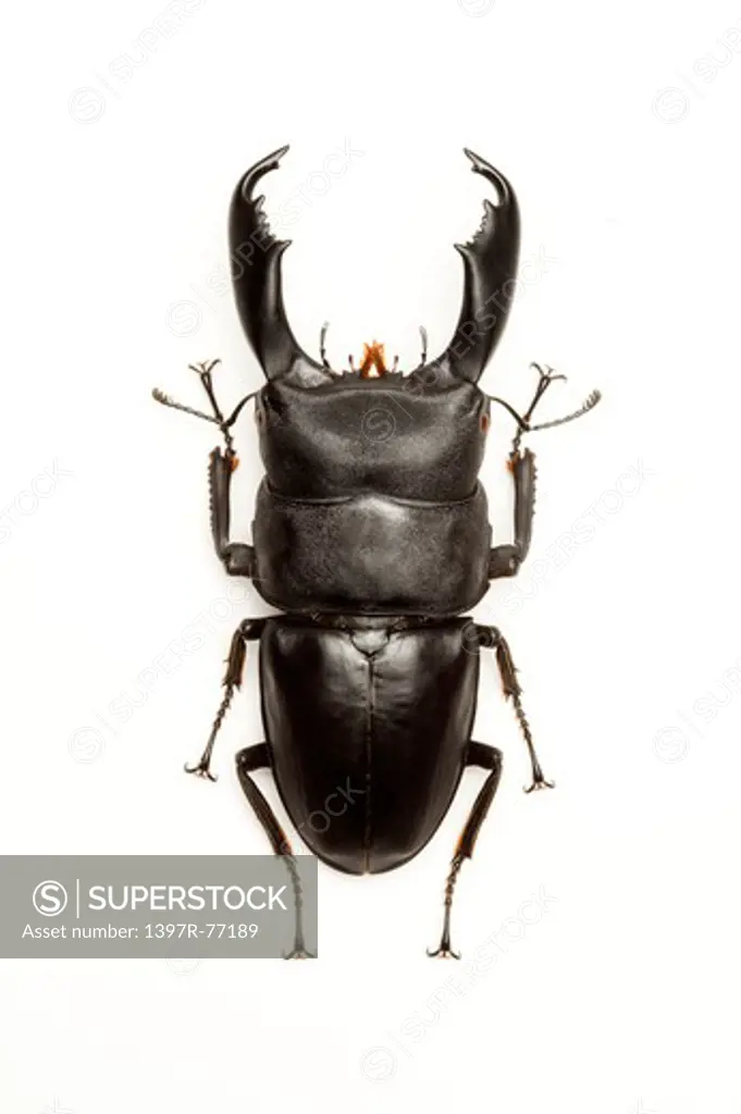 Stag Beetle, Beetle, Insect, Coleoptera, Dorcus titanus titanus ,
