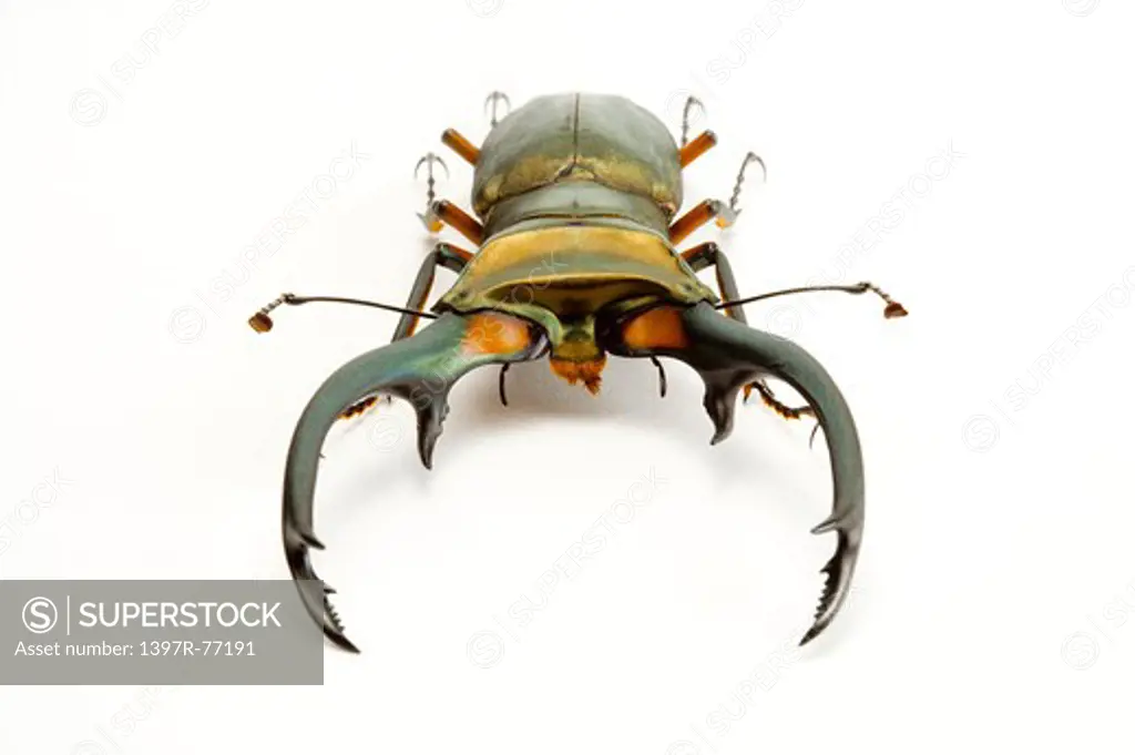 Stag Beetle, Beetle, Insect, Coleoptera, Cyclommatus elaphus,