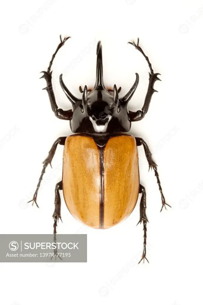 Dynastidae, Beetle, Insect, Coleoptera, Eupatorus gracilicornis,