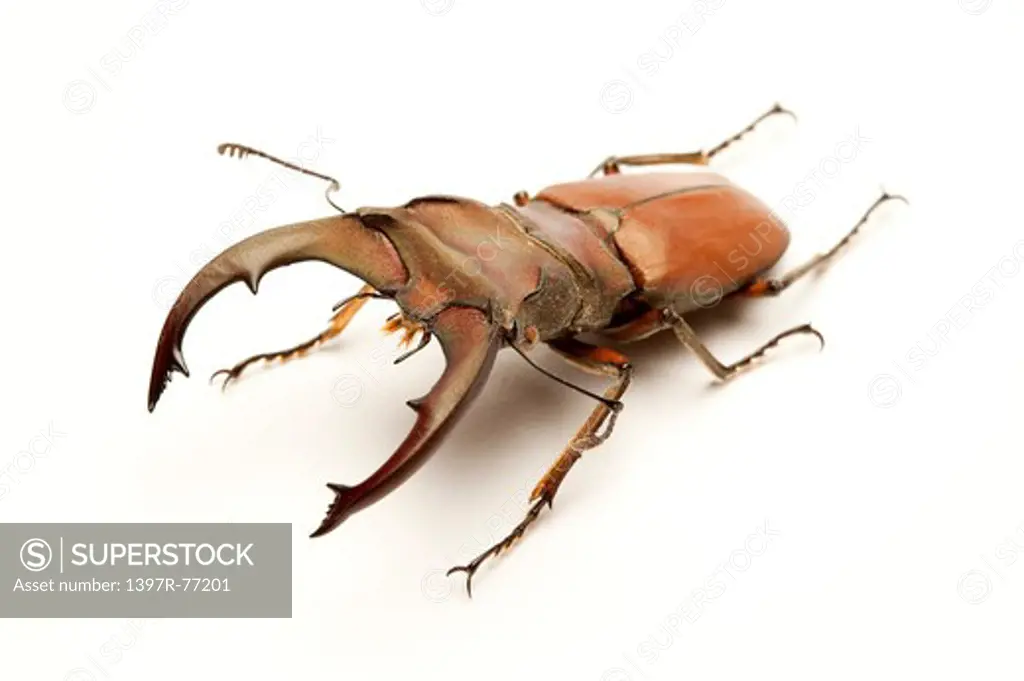 Stag Beetle, Beetle, Insect, Coleoptera, Cyclommatus weinreichi ,