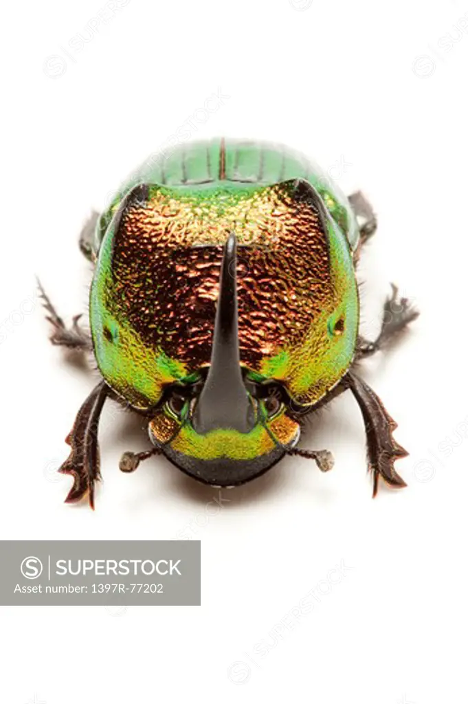 Scarabaeidae, Beetle, Insect, Coleoptera, Scarabaeidae,