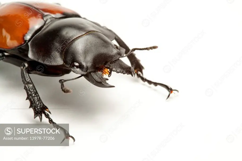 Stag Beetle, Beetle, Insect, Coleoptera, Neolucanus swinhoei,